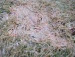 Lawn Diseases - Snow Mold