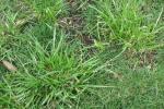 Weed Grasses - Tall Fescue