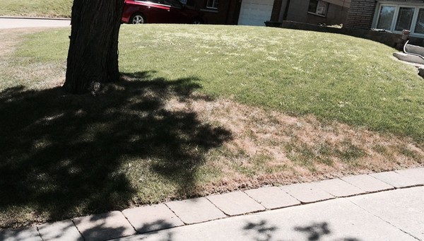 Watering Makes a Difference in Lawn Care